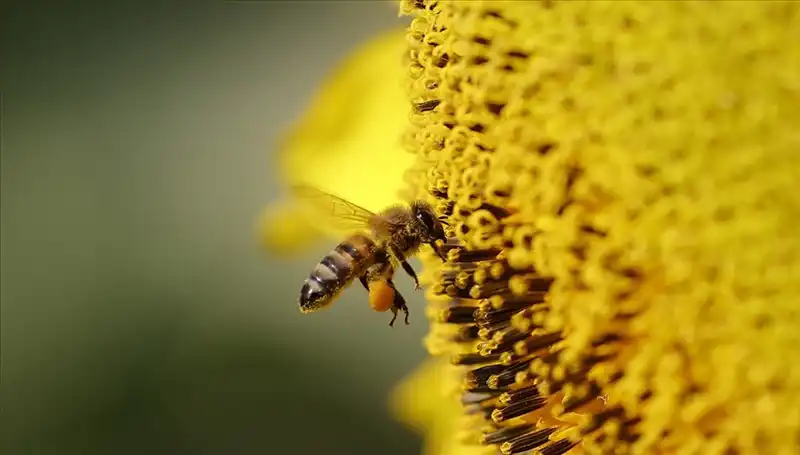 Arı Ölümlerinin Sırrı Ortaya Çıktı: Kır Çiçeklerinde Zehir Mi Birikiyor?