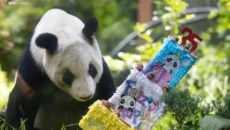Dev Panda Xin Xin, 35. Yaş Gününü Kutluyor: Hayvanat Bahçesinin Yıldızı