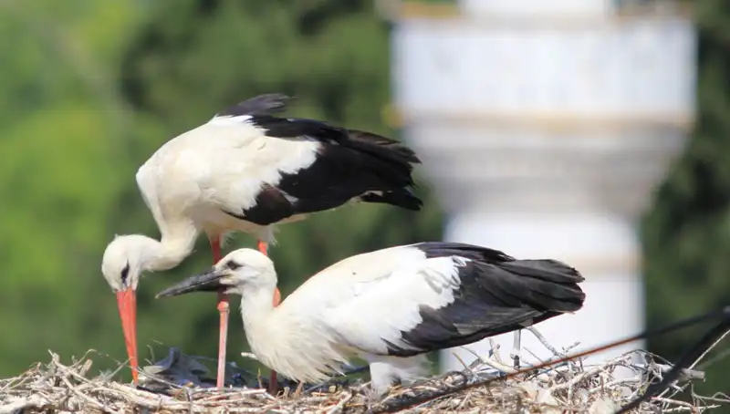 Leylek Köyü’nde Yaren Leyleği Kıskandıracak 8 Kat Fazla Yuva Var!