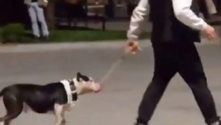 Ağızlıksız Pitbull, Diğer Köpeklere Saldırdı: Sahibi Cezalandırıldı