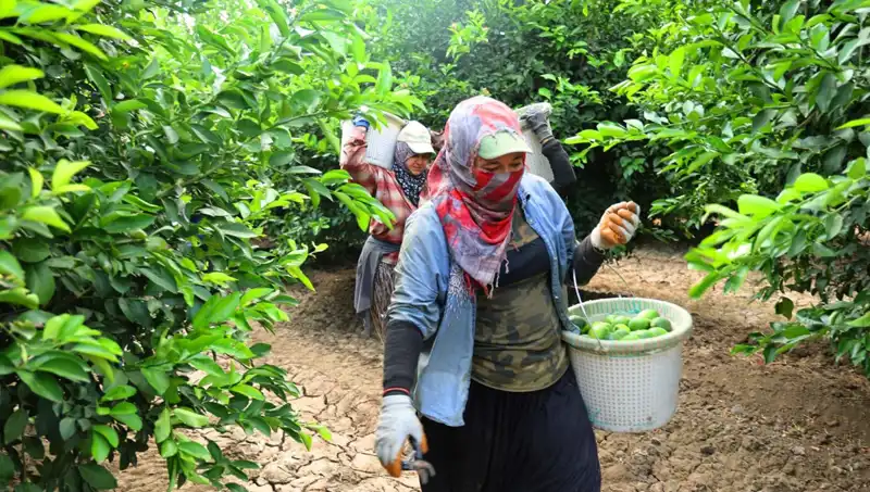 Markette Patates Kilosu 150 Lirayı Aşarken, Yeni Hasat Fiyatları Düşürecek mi?