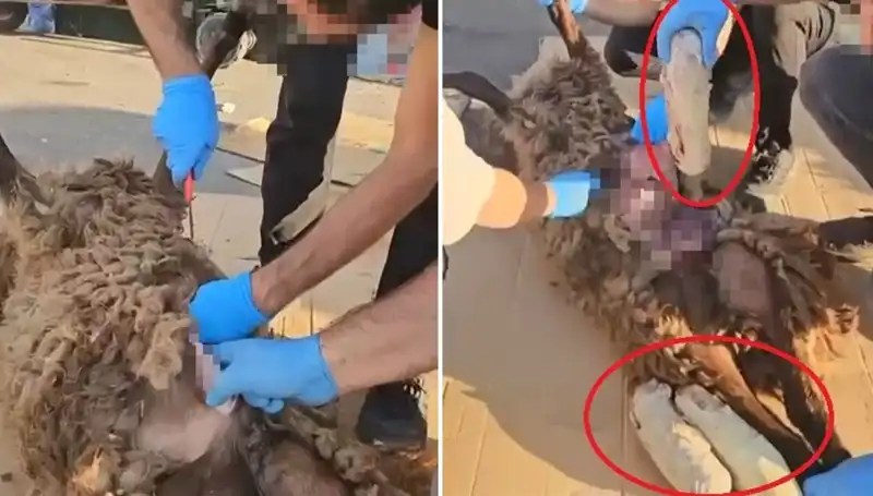 Zehir Tacirlerinin Dehşet Verici Yöntemi: Ölü Koyunun Karnından Çıkanlar