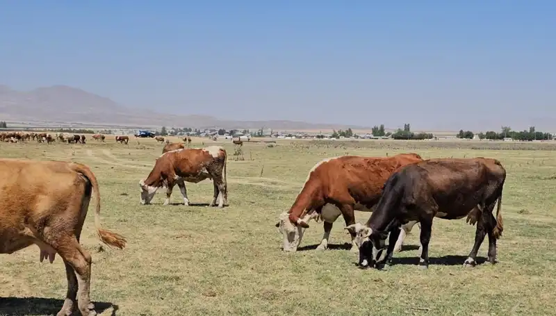 Arin Gölü'ndeki Kuruma: Tarım ve Ekosistem Tehdit Altında