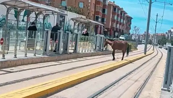 Eskişehir Tramvay Raylarında Başlıca At Şaşkınlığı: Neler Oluyor?