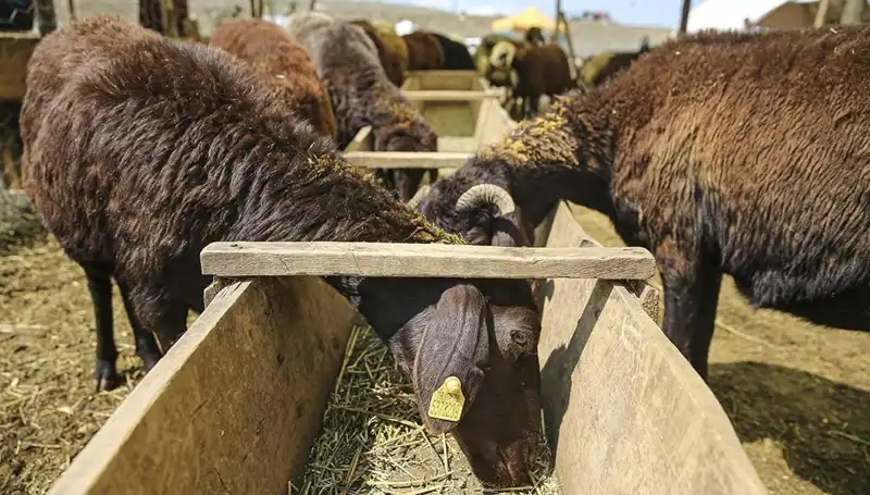 Hayvan Pazarında Şap Hastalığı Alarmı: Kapatıldı ve Önlemler Alındı!
