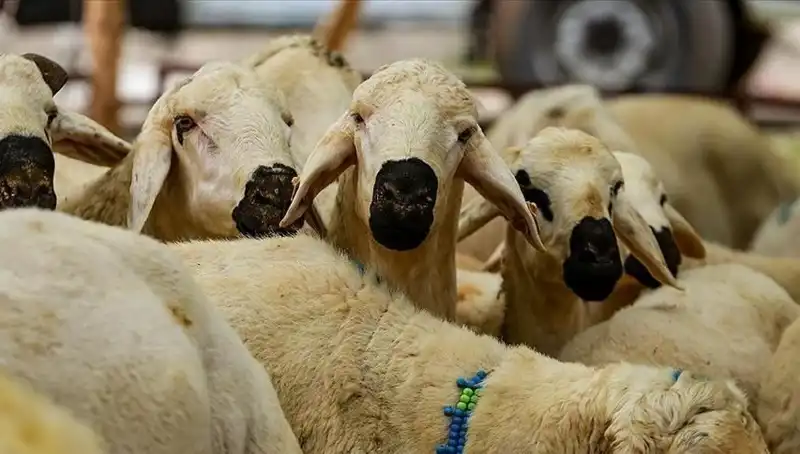 Kurban Bayramı 2025: Kurban Kesmek Farz Mı, Merak Edilen On Soru?