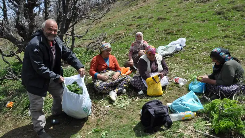 Toplamak İçin 5 Saat Yürüyenler: Kilosu 250 Lira, Ailelerin Geçim Kaynağı