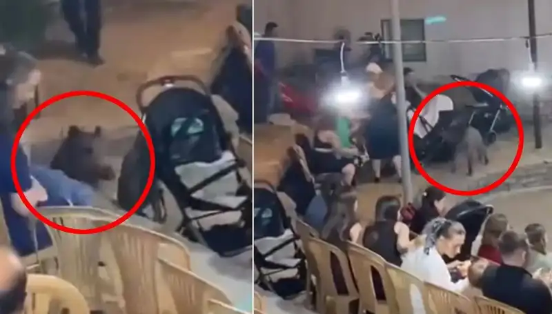 Düğün Törenine Yaban Domuzu Baskını: Davetlilerin Panik Anları