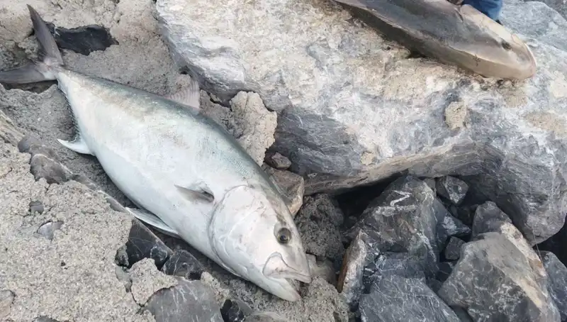 65 Kiloluk Dev Balık Oltayla Yakalandı, Sahibi Servet Kazandı!