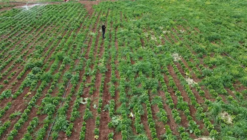 Marul Hasadında Büyük Kriz: Kuraklık Üreticiyi Zora Soktu
