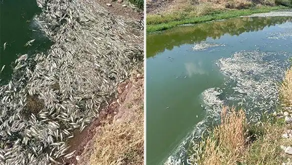Karasu Çayı'ndaki Balık Ölümlerinin Perde Arkası: Neler Oluyor?