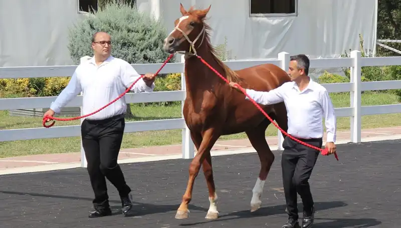 Taşkın Kral Rekorunu Kırdı: Doğayla Dansın İnanılmaz Hikayesi