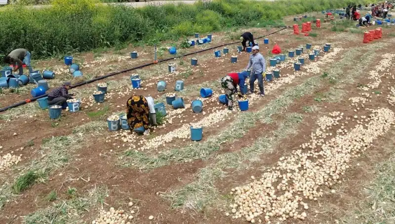 Soğan Hasadı Başladı: Fiyatlar Düşüşe Geçti, Pazar Nasıl Etkilenecek?