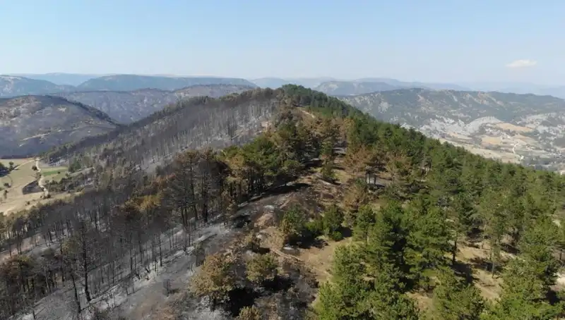 Bolu'da 5 Milyon Fidan, Yeni Ormanlar İçin Toprakla Buluşuyor!