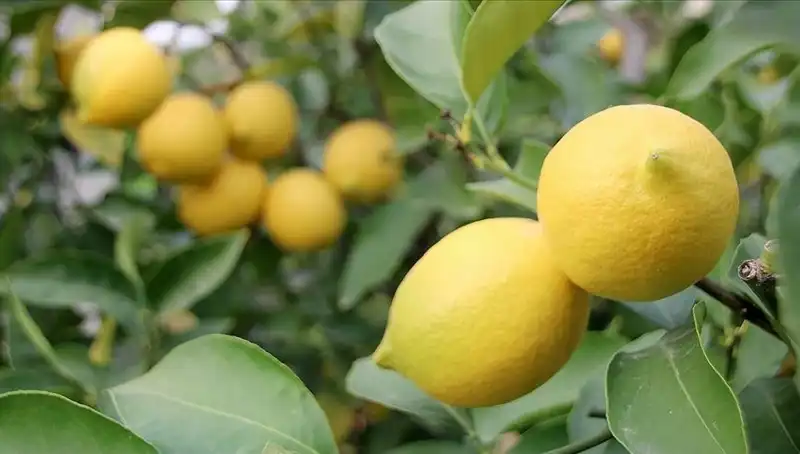 Limon Fiyatları Uçtu: Tüketiciler Neden Şaşkın?
