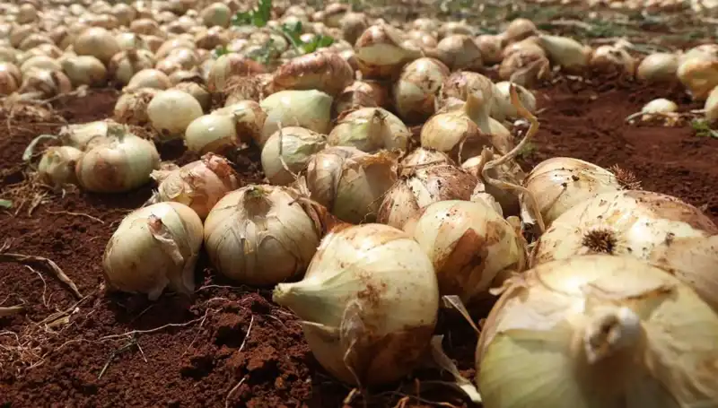 Hatay’da Soğan Hasadı Başladı! Çiftçinin Yüzü Gülüyor