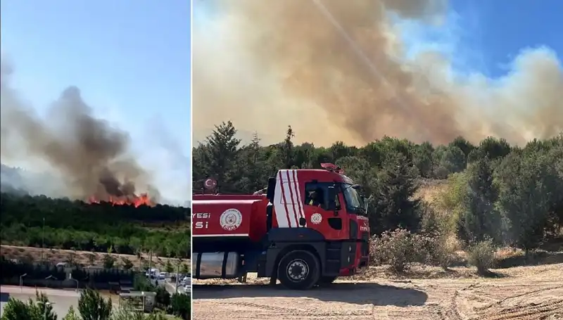 Gebze'de Orman Yangını: Doğa ve Hayvanlar İçin Tehdit Oluşturuyor