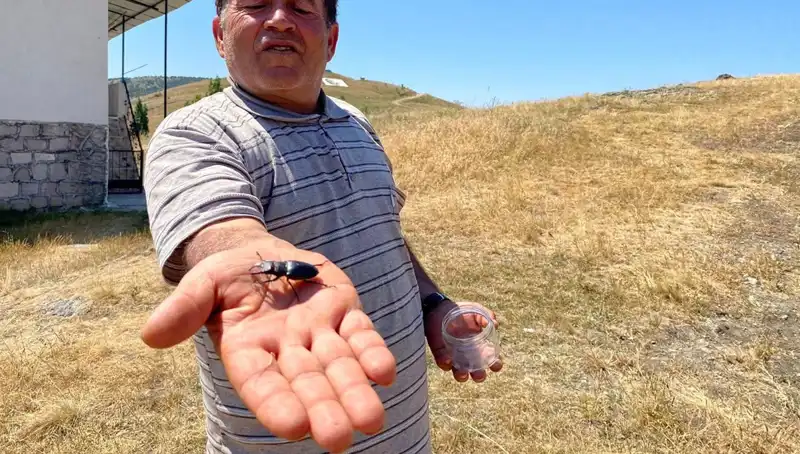 Sivas'ta Bulunan Bu Böceği Öldürenlere 557 Bin TL Cezası Var!