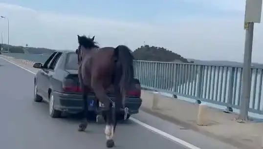 Adana'da Atına Eziyet Eden Şahsa Şok Tutuklama!