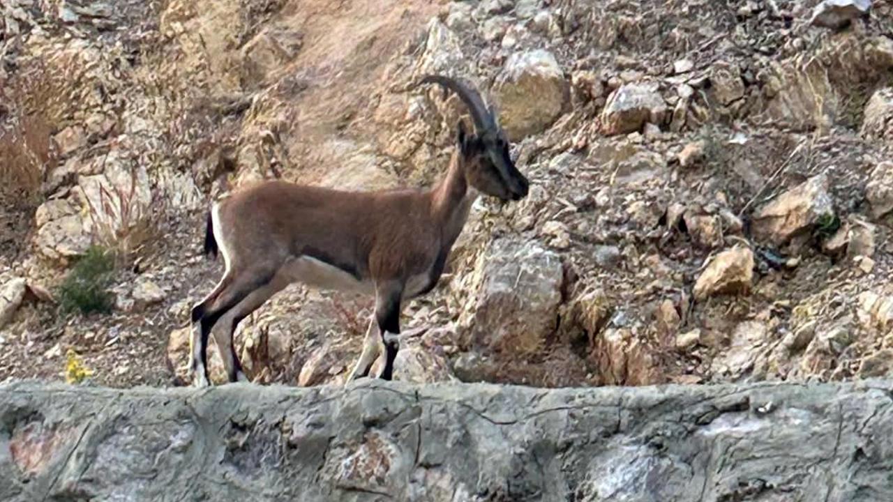 Yaban Keçisini Avlayana 661 Bin Lira Ceza Kesildi